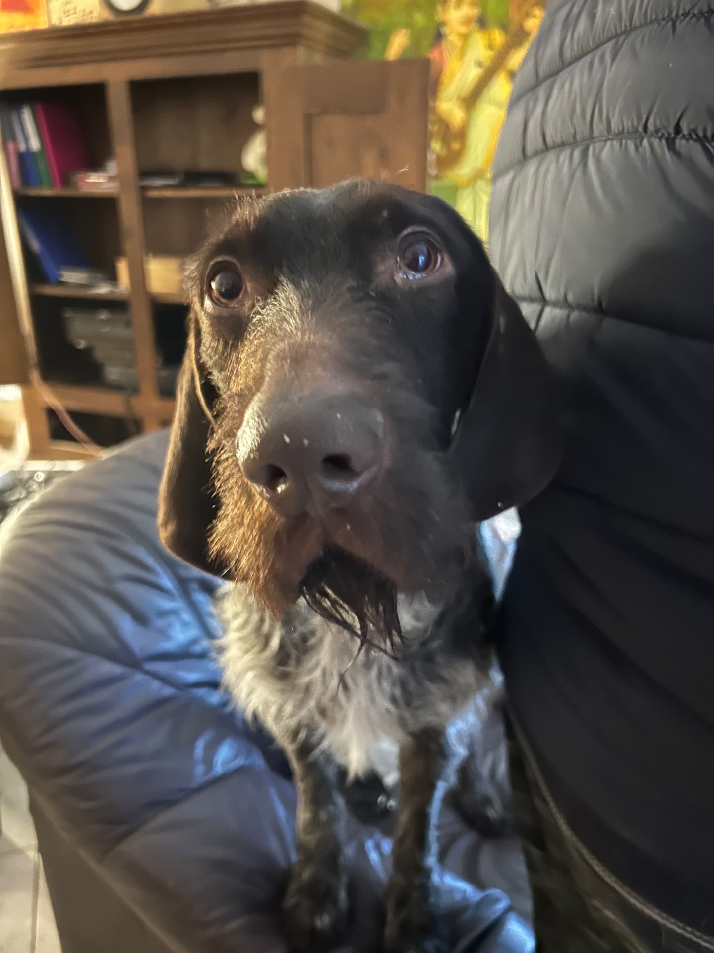 Working dog portrait